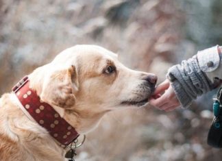 ZNATE LI ŠTA ZNAČI AKO VAM PAS LIŽE RUKU: Nije ljubav, evo šta želi da vam poruči!