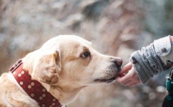 ZNATE LI ŠTA ZNAČI AKO VAM PAS LIŽE RUKU: Nije ljubav, evo šta želi da vam poruči!