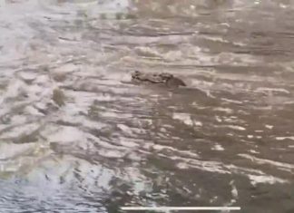 HAOS: U zračnoj luci potopljeni avioni, ljudi bježali u čamcima, ‘Ovo ne pamtim!‘