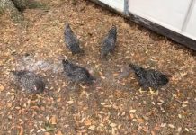 ŠTA SE DOGODILO KOKOŠKAMA NA 2 MINUTA?! Domaćica zabeležila nestvarnu scenu u dvorištu CELO JATO SE ZALEDILO U MESTU (VIDEO)