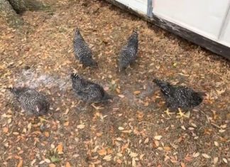 ŠTA SE DOGODILO KOKOŠKAMA NA 2 MINUTA?! Domaćica zabeležila nestvarnu scenu u dvorištu CELO JATO SE ZALEDILO U MESTU (VIDEO)