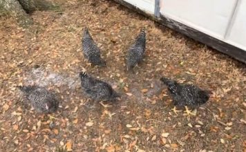 ŠTA SE DOGODILO KOKOŠKAMA NA 2 MINUTA?! Domaćica zabeležila nestvarnu scenu u dvorištu CELO JATO SE ZALEDILO U MESTU (VIDEO)