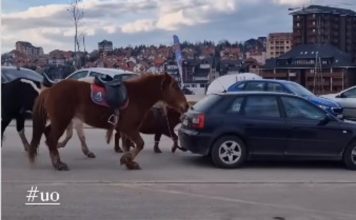 ŠOK SNIMAK SA ZLATIBORA! Da li je moguće da ovo radi konjima? Ljudi POBIJESNILI – “moja noga ovdje KROČITI NEĆE” (VIDEO)