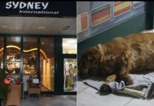 Pas ubijene Tuzlanke ne odlazi ispred kafića gdje se sinoć desio stravičan zločin