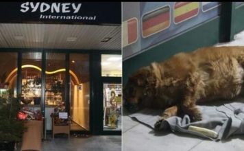 Pas ubijene Tuzlanke ne odlazi ispred kafića gdje se sinoć desio stravičan zločin