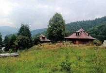 ZASTRAŠUJUĆE STVORENJE SNIMLJENO NA TARI: Sve češće ih ima u Srbiji, na mrežama zaprepašćeni – “Šta je bre ovo, SPALI GA” (FOTO)