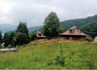 ZASTRAŠUJUĆE STVORENJE SNIMLJENO NA TARI: Sve češće ih ima u Srbiji, na mrežama zaprepašćeni – “Šta je bre ovo, SPALI GA” (FOTO)