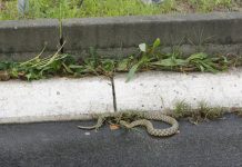 ZMIJOLOVAC otkriva: Zmije strahuju od OVOGA i odmah bježe iz vašeg dvorišta – sada je vrijeme da to postavite u svoje dvorište