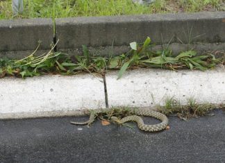 ZMIJOLOVAC otkriva: Zmije strahuju od OVOGA i odmah bježe iz vašeg dvorišta – sada je vrijeme da to postavite u svoje dvorište