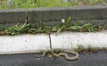 ZMIJOLOVAC otkriva: Zmije strahuju od OVOGA i odmah bježe iz vašeg dvorišta – sada je vrijeme da to postavite u svoje dvorište