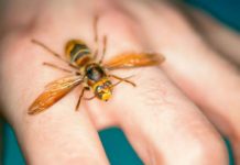 AKO VAS UBODE STRŠLJEN: Da biste spasili sebi život i izbjegli alergijske reakcije – EVO ŠTA ODMAH MORATE URADITI