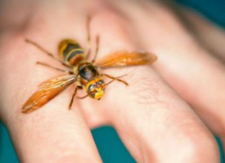 AKO VAS UBODE STRŠLJEN: Da biste spasili sebi život i izbjegli alergijske reakcije – EVO ŠTA ODMAH MORATE URADITI