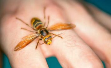 AKO VAS UBODE STRŠLJEN: Da biste spasili sebi život i izbjegli alergijske reakcije – EVO ŠTA ODMAH MORATE URADITI