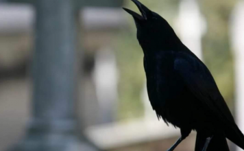 SIGNALI KOJE PREMINULE OSOBE ŠALJU: Poznati medij tvrdi da je to ZNAK da su tu i da nam žele nešto poručiti