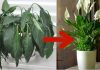 Samo jedna kasika i Spathiphyllum nevjerovatno ce cvjetati!!