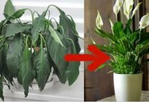 Samo jedna kasika i Spathiphyllum nevjerovatno ce cvjetati!!