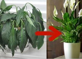 Samo jedna kasika i Spathiphyllum nevjerovatno ce cvjetati!!