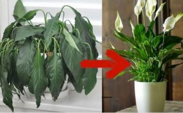 Samo jedna kasika i Spathiphyllum nevjerovatno ce cvjetati!!