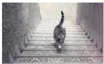 PSIHOLOŠKI TEST – DA LI MAČKA SA SLIKE SILAZI ILI SE PENJE UZ STEPENICE: Odgovor otkriva kakva ste ličnost zapravo!