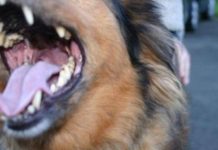 EVO ZAŠTO PSI LAJU NA SAMO ODREĐENE LJUDE: Konačno otkriven razlog, VIDE NEŠTO ŠTO LJUDI NE MOGU