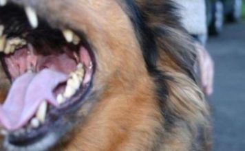 EVO ZAŠTO PSI LAJU NA SAMO ODREĐENE LJUDE: Konačno otkriven razlog, VIDE NEŠTO ŠTO LJUDI NE MOGU