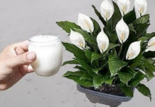 Samo sipajte u saksiju i nećete prepoznati svoj SPATIFILIUM: Eksplozija cvijeća kakvu još niste vidjeli!