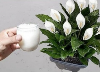 Samo sipajte u saksiju i nećete prepoznati svoj SPATIFILIUM: Eksplozija cvijeća kakvu još niste vidjeli!