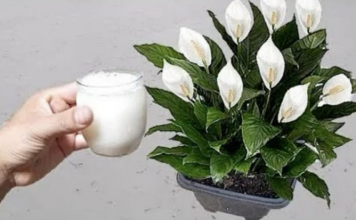 Samo sipajte u saksiju i nećete prepoznati svoj SPATIFILIUM: Eksplozija cvijeća kakvu još niste vidjeli!