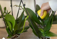 URADITE 0V0 0RHIDEJAMA I NOVE GRANE I LISTOVI ĆE KRENUTI:Stalno će cvjetati ,a orhideja će biti zdrava i prelijepa