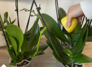 URADITE 0V0 0RHIDEJAMA I NOVE GRANE I LISTOVI ĆE KRENUTI:Stalno će cvjetati ,a orhideja će biti zdrava i prelijepa