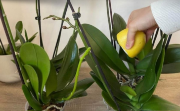 URADITE 0V0 0RHIDEJAMA I NOVE GRANE I LISTOVI ĆE KRENUTI:Stalno će cvjetati ,a orhideja će biti zdrava i prelijepa