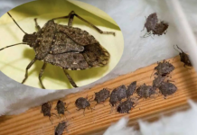 Smrdibube su se 0ve godine namnožile i svuda su: Savršen TRIK da ih se riješite u stanu, na balkonu i na terasi!