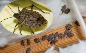 Smrdibube su se 0ve godine namnožile i svuda su: Savršen TRIK da ih se riješite u stanu, na balkonu i na terasi!