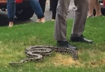 Priča: ČOVJEK I ZMIJA