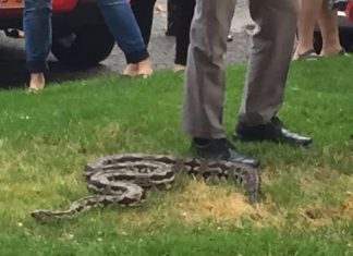 Priča: ČOVJEK I ZMIJA