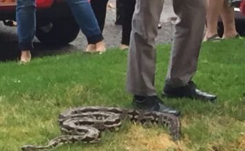 Priča: ČOVJEK I ZMIJA