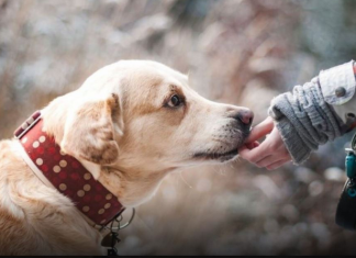 ZNATE LI ŠTA ZNAČI AKO VAM PAS LIŽE RUKU: Nije ljubav, evo šta želi da vam poruči