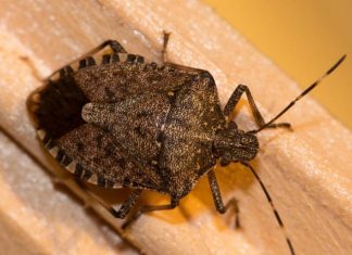 STAVITE OVO KOD VRATA I SVIH PROZORA: Smrdibube se neće približiti vašem domu!