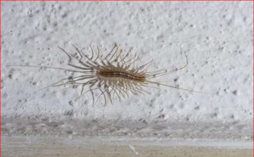VEĆ SU SVUDA! AKO VIDITE OVU BUBU NA ZIDU, NI SLUČAJNO JE NE UBIJAJTE: Jezive su, ali ukazuju na jedan veliki problem koji imate u kući