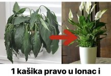 Samo jedna kasika i Spathiphyllum nevjerovatno ce cvjetati!!