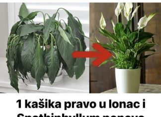 Samo jedna kasika i Spathiphyllum nevjerovatno ce cvjetati!!