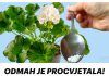 ODMAH JE PROCVJETALA! 1 kašičica za bilo koji kućni cvijet i bujno cvjetanje je zagarantovano!