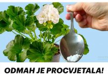 ODMAH JE PROCVJETALA! 1 kašičica za bilo koji kućni cvijet i bujno cvjetanje je zagarantovano!