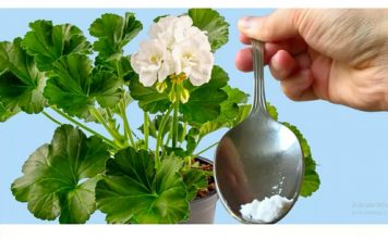 ODMAH JE PROCVJETALA! 1 kašičica za bilo koji kućni cvijet i bujno cvjetanje je zagarantovano!