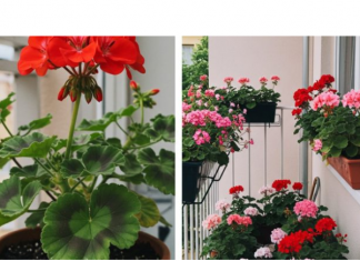 Evo kako da muškatle budu prepune cvetova: Zalivajte ihovako da bi uvek cvetale bujno