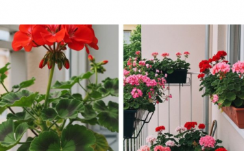 Evo kako da muškatle budu prepune cvetova: Zalivajte ihovako da bi uvek cvetale bujno