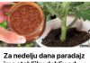 Za nedelju dana paradajz ima stabljiku deblju od malog prsta! Zalijevam ga OVOM smjesom..