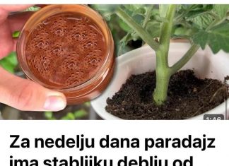 Za nedelju dana paradajz ima stabljiku deblju od malog prsta! Zalijevam ga OVOM smjesom..