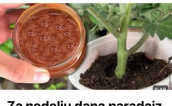 Za nedelju dana paradajz ima stabljiku deblju od malog prsta! Zalijevam ga OVOM smjesom..