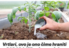 Vrtlari, ovo je onočime hraniti PARADAJZE nakon sadnje: Sipajte ovo na rasadima i imaće više plodova nego listova!